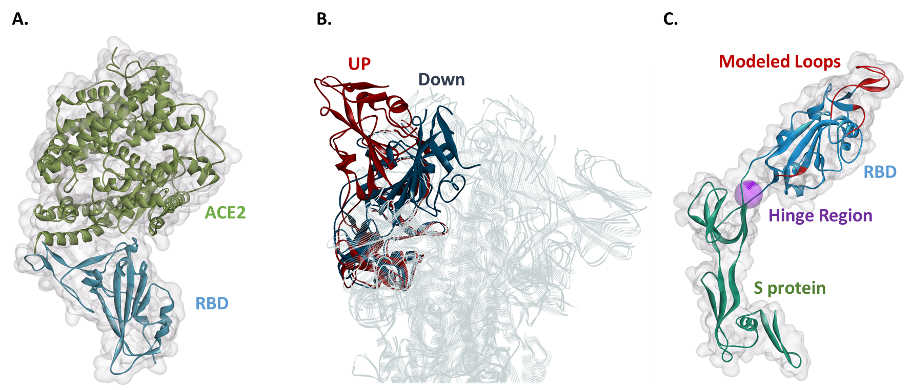 分子モデリング活用でSARS-CoV-2新規治療標的を発見