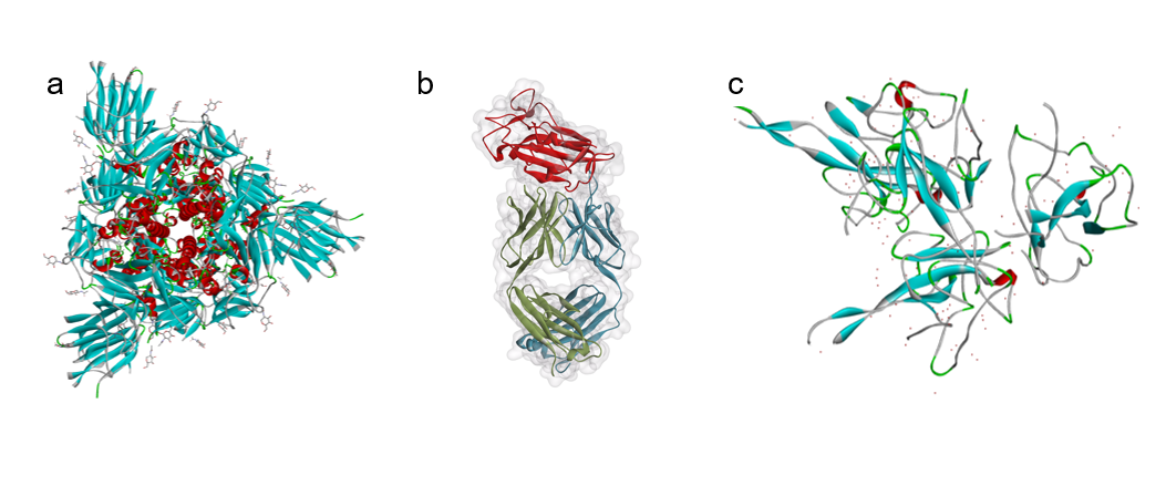 SARS-CoV-2ゲノム解読：COVID-19のDNA・抗体検査