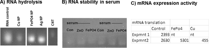 FePO₄ナノ粒子：ドキソルビシン送達、RNA安定化、抗がん活性増強のための生体適合性キャリア