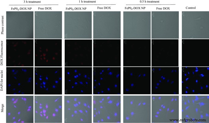FePO₄ナノ粒子：ドキソルビシン送達、RNA安定化、抗がん活性増強のための生体適合性キャリア