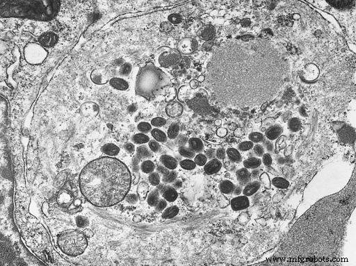 抗菌・抗微生物材料の急速な台頭：健康と安全の未来を形作る