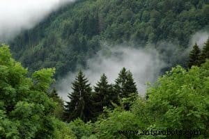 AIを活用したアマゾン熱帯雨林の森林減少監視